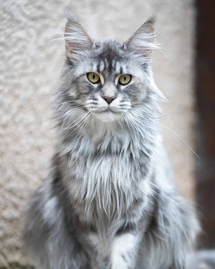Abacoon's VICTORIA, Maine Coon blue tortie silver blotched tabby, élevage Abacoon