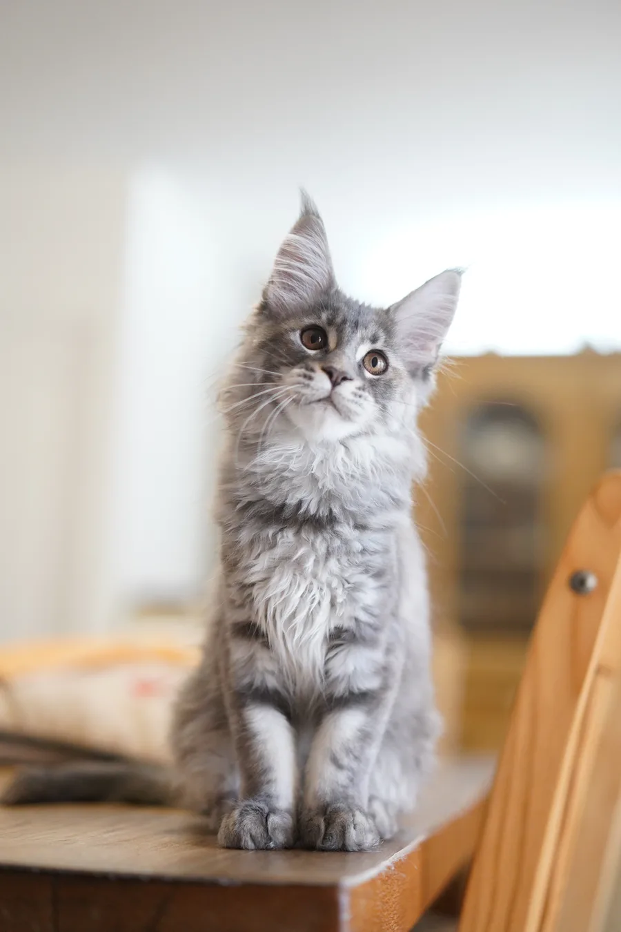 Abacoon's VICTORIA, Maine Coon blue tortie silver blotched tabby, élevage Abacoon