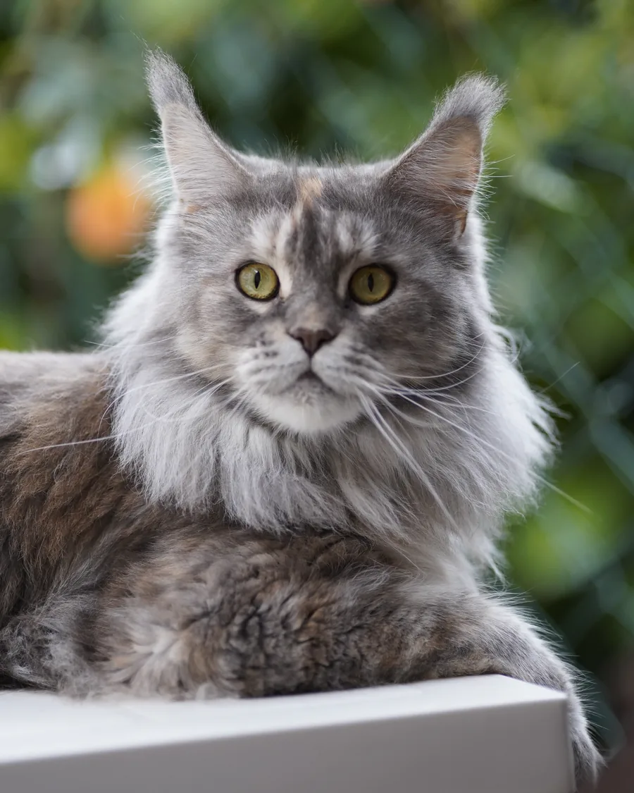 Avanacoon Galor's SIMI SHANIYA, Maine Coon blue tortie blotched tabby, élevage Abacoon