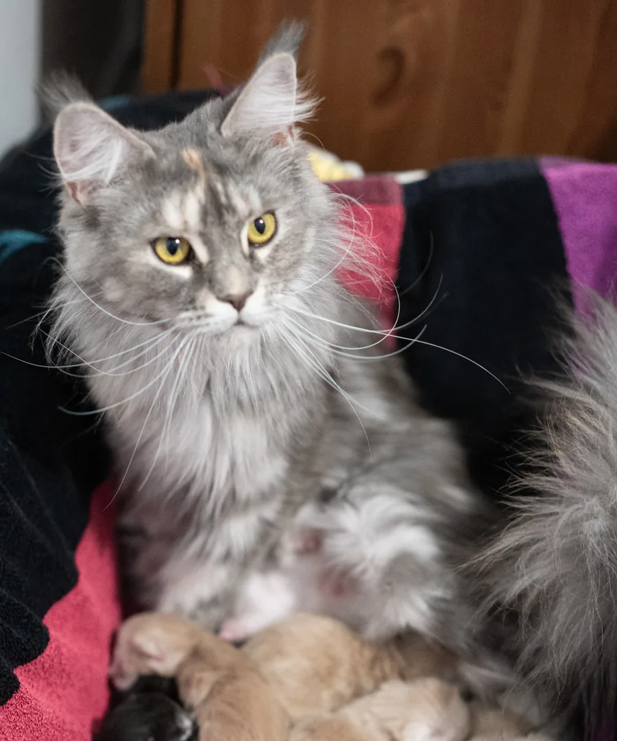 Avanacoon Galor's SIMI SHANIYA, Maine Coon blue tortie blotched tabby, mère de la portée à venir, élevage Abacoon