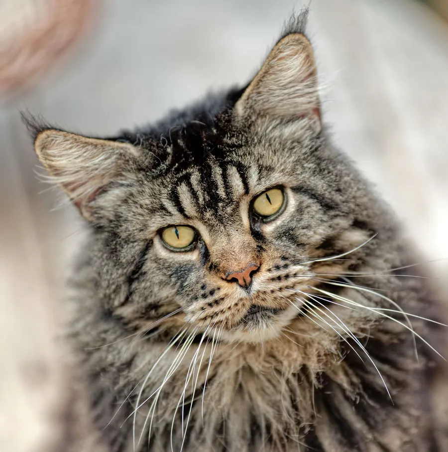 Justcoon's MICHEL ANGELO, Maine Coon brown blotched tabby, élevage Abacoon