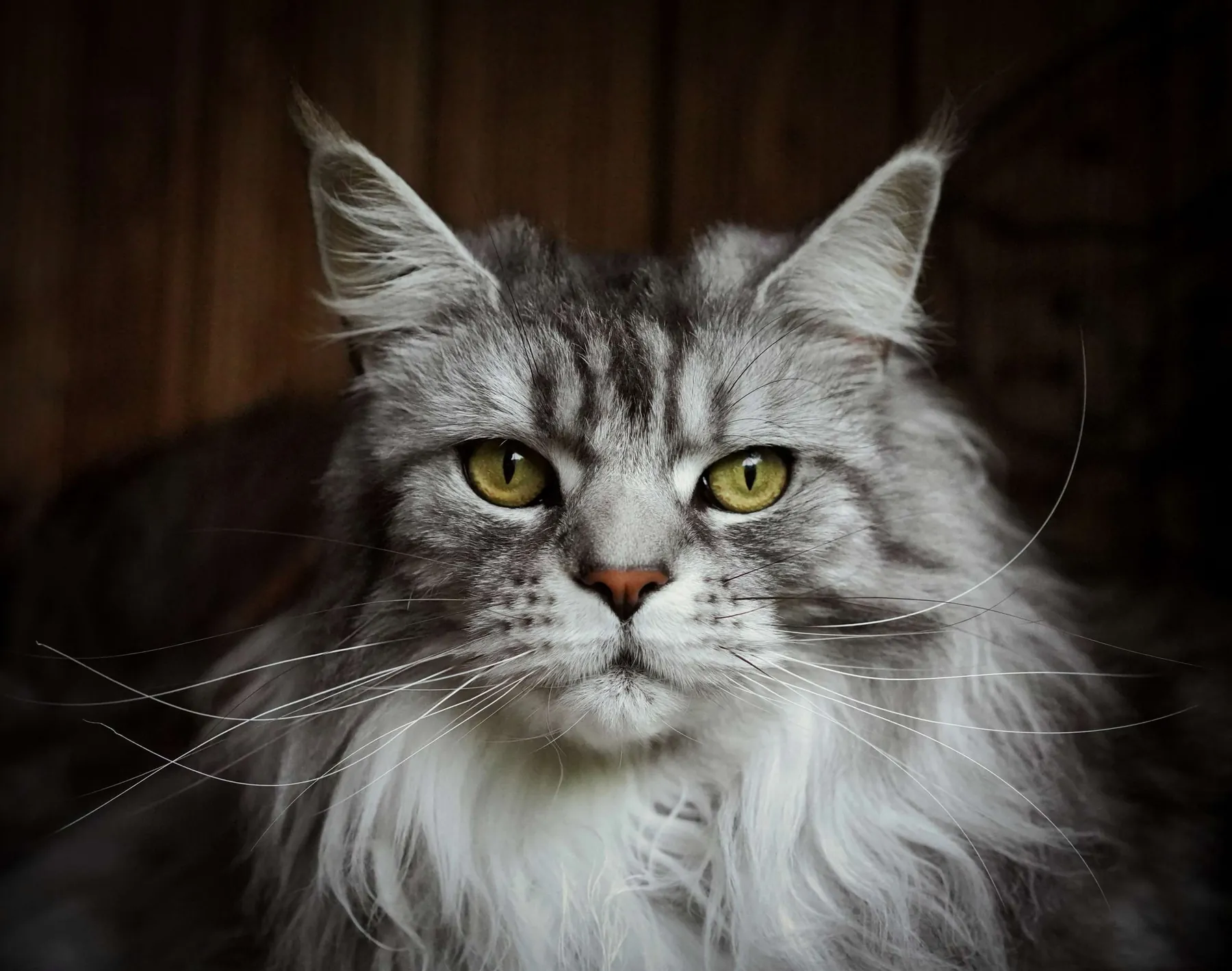 Abacoon's GAYA, Maine Coon silver, élevage Abacoon