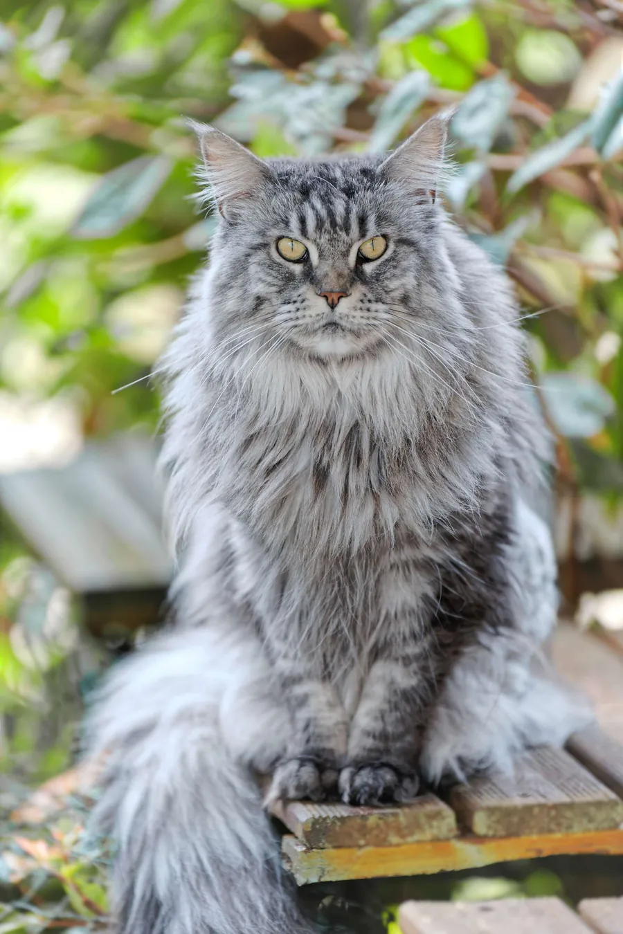 Abacoon's GALIT, Maine Coon silver assise dans le jardin de l’élevage Abacoon