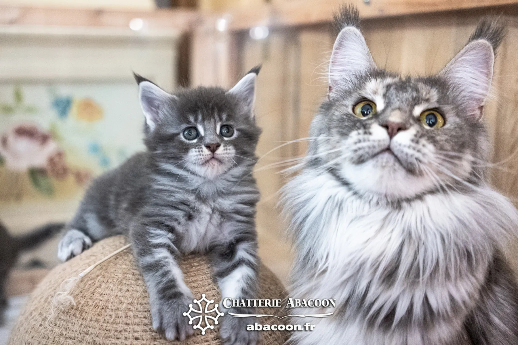 Avanacoon Galor's SIMI SHANIYA, Maine Coon blue tortie blotched tabby, avec un de ses chatons, élevage Abacoon