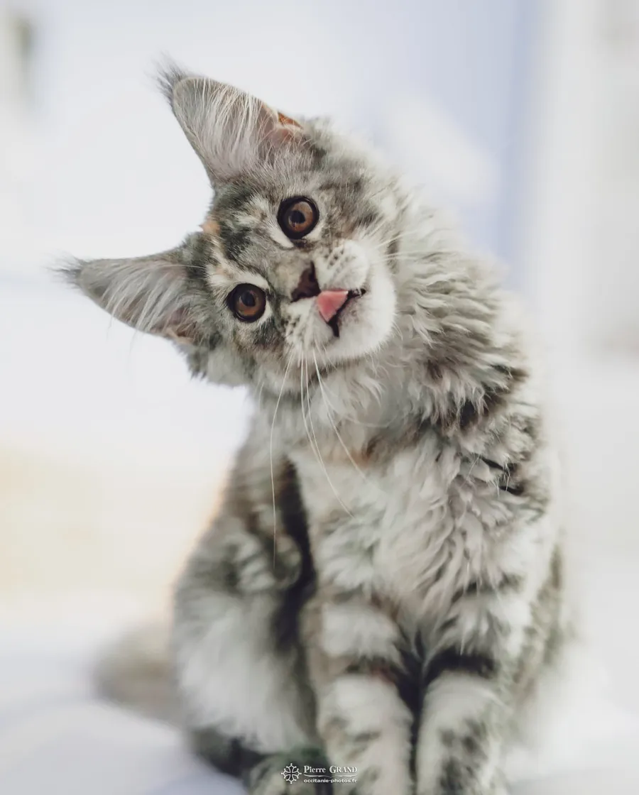 Avanacoon Galor's SIMI SHANIYA, Maine Coon blue tortie blotched tabby, élevage Abacoon