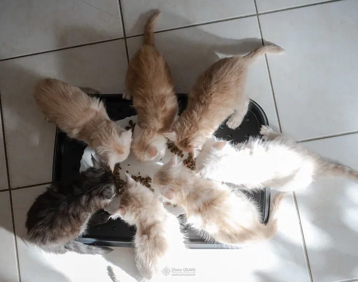 Chatons Maine Coon d'Avanacoon Galor's SIMI SHANIYA et d'OLDEN des Ptitboutdechats, nés le 13 octobre 2023, élevage Abacoon