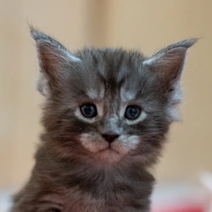 Abacoon's URIEL, chaton Maine Coon né le 13 octobre 2023, élevage Abacoon