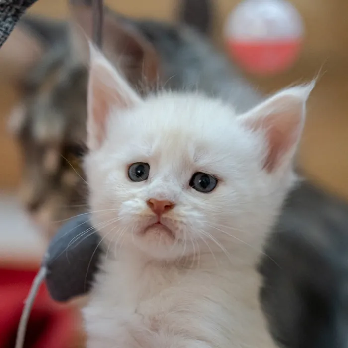 Abacoon's UROS, chaton Maine Coon né le 13 octobre 2023, élevage Abacoon