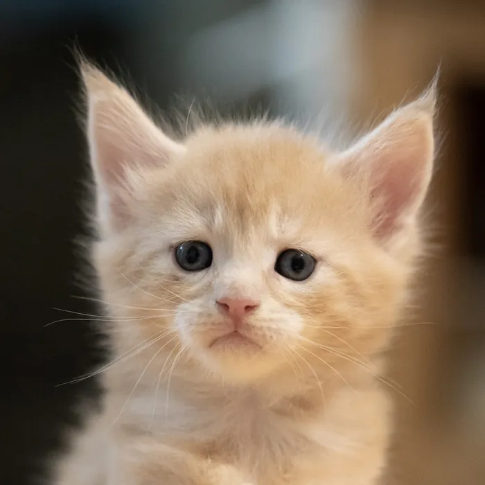 Abacoon's URS, chaton Maine Coon né le 13 octobre 2023, élevage Abacoon