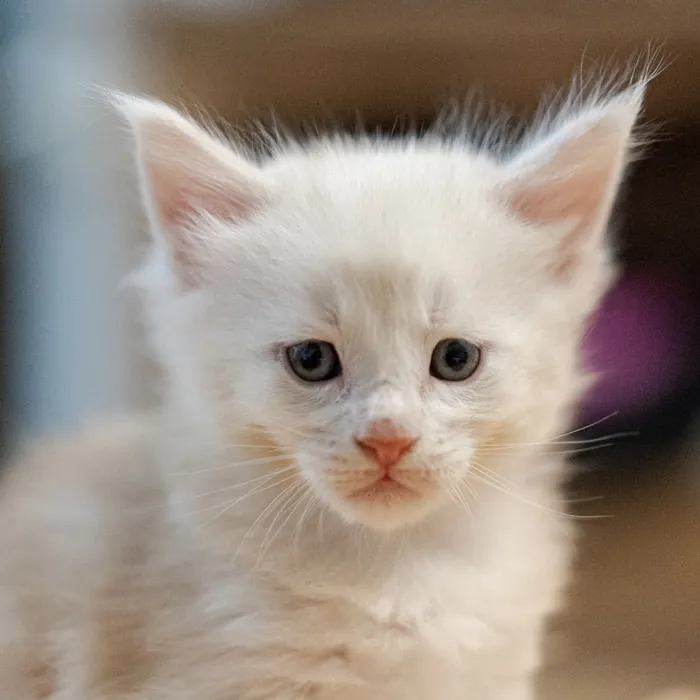 Abacoon's UTAH, chaton Maine Coon né le 13 octobre 2023, élevage Abacoon