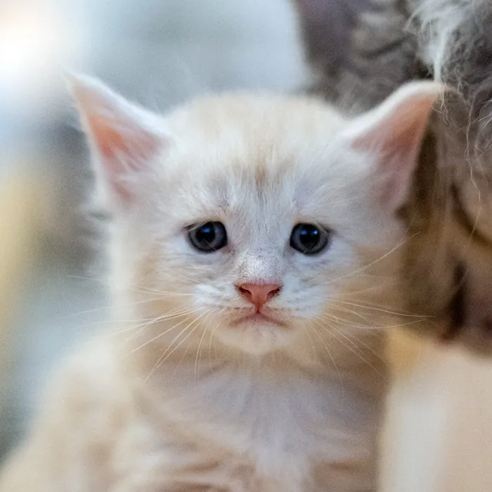 Abacoon's UGGY, chaton Maine Coon né le 13 octobre 2023, élevage Abacoon