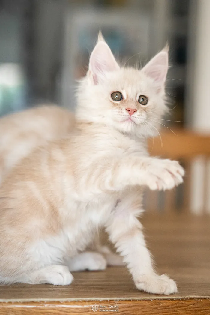 Chatons Maine Coon d'Avanacoon Galor's SIMI SHANIYA et d'OLDEN des Ptitboutdechats, nés le 13 octobre 2023, élevage Abacoon