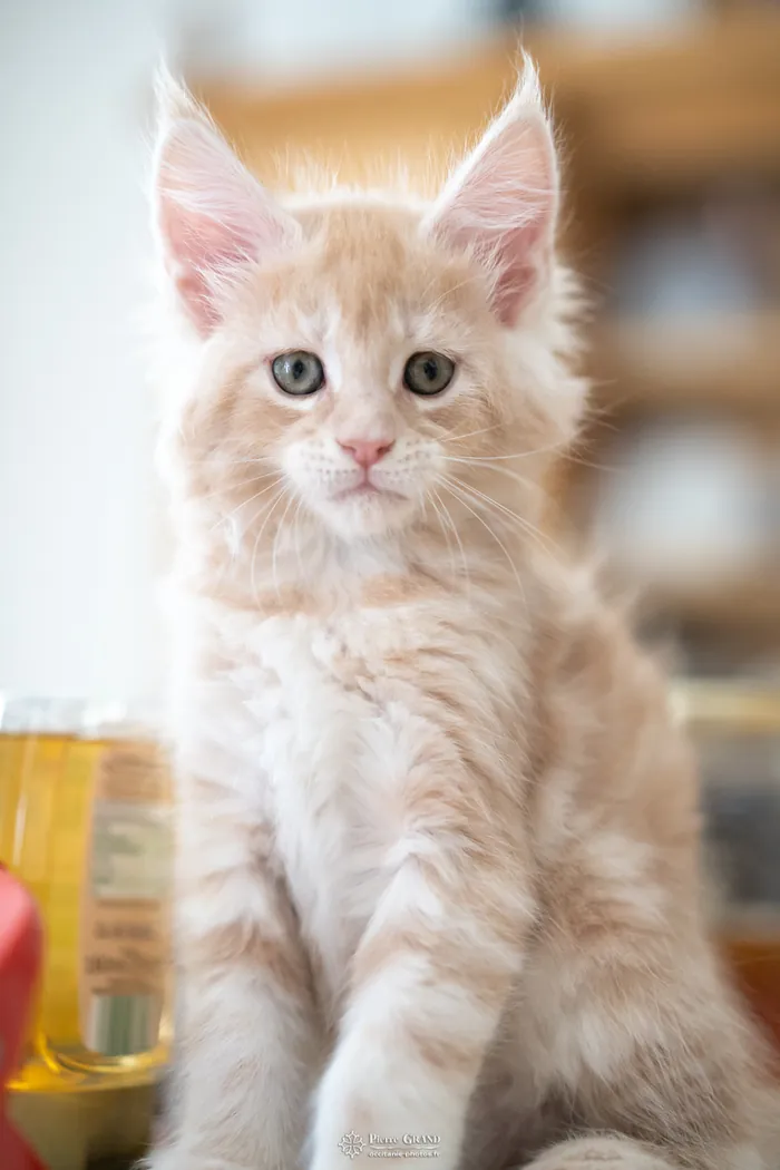 Chatons Maine Coon d'Avanacoon Galor's SIMI SHANIYA et d'OLDEN des Ptitboutdechats, nés le 13 octobre 2023, élevage Abacoon