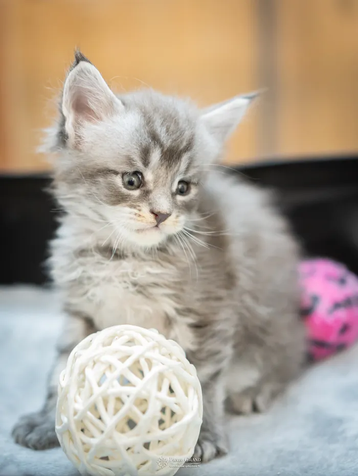 Abacoon's VARDA, Maine Coon bleu blotched torbie et blanc, élevage Abacoon