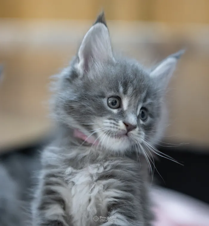 Chatons Maine Coon d'Avanacoon Galor's SIMI SHANIYA et de SPARTIATE de Kessy Land, nés le 5 octobre 2024, élevage Abacoon