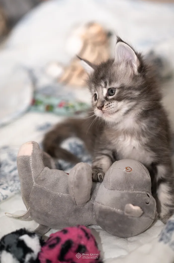 Abacoon's VARDA, Maine Coon bleu blotched torbie et blanc, élevage Abacoon