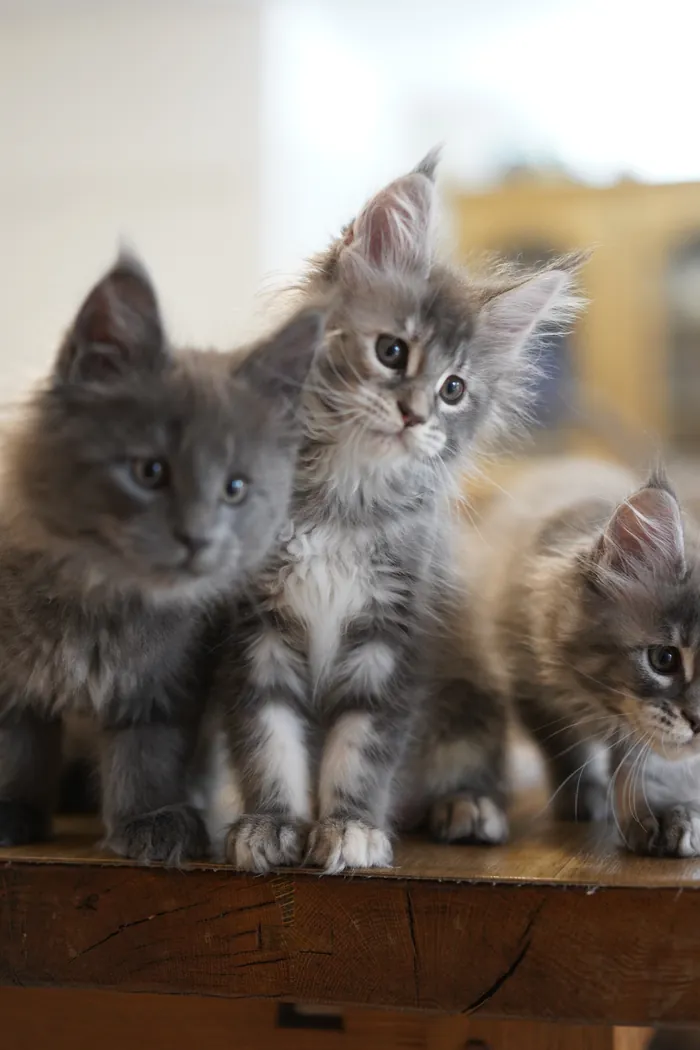 Abacoon's VARDA, Maine Coon bleu blotched torbie et blanc, élevage Abacoon