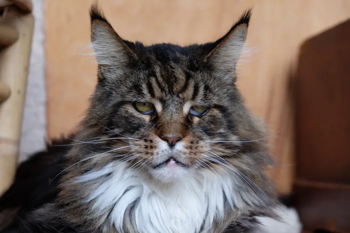 Abacoon's ADAR, Maine Coon brown blotched tabby et blanc, élevage Abacoon