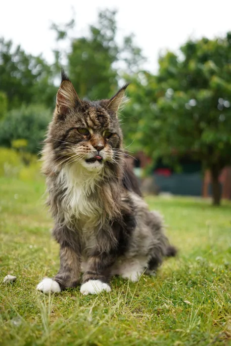Abacoon's ADAR, Maine Coon brown blotched tabby et blanc, élevage Abacoon