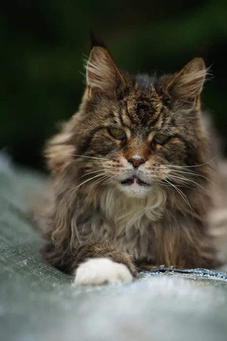 Abacoon's ADAR, Maine Coon brown blotched tabby et blanc, élevage Abacoon