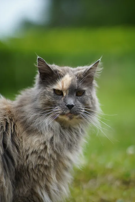 Abacoon's CHIFRAH, Maine Coon bleu crème, élevage Abacoon