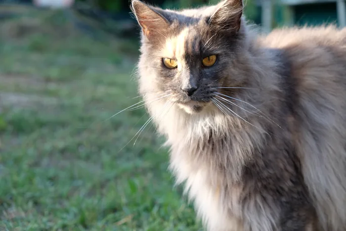 Abacoon's CHIFRAH, Maine Coon bleu crème, élevage Abacoon