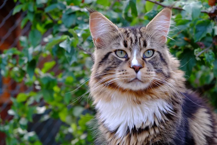 Abacoon's JUMP, Maine Coon brown blotched tabby et blanc, élevage Abacoon
