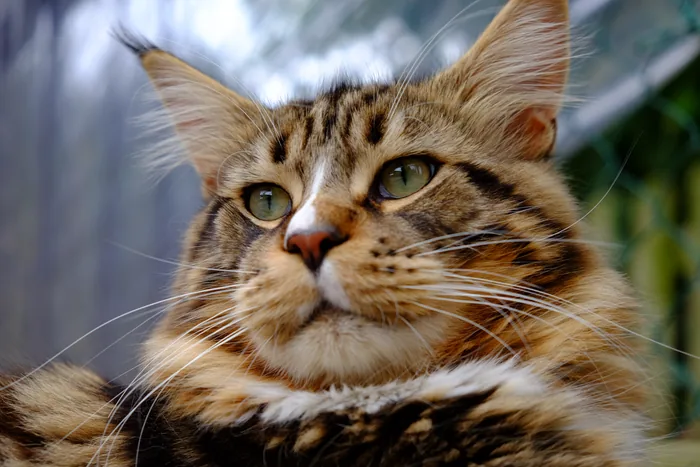 Abacoon's JUMP, Maine Coon brown blotched tabby et blanc, élevage Abacoon