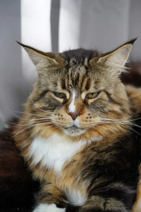 Abacoon's JUMP, Maine Coon brown blotched tabby et blanc, élevage Abacoon