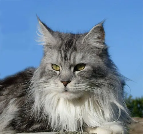 AVA de la Croix Lorraine, Maine Coon black silver blotched tabby et blanc, élevage Abacoon