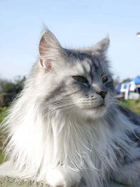 AVA de la Croix Lorraine, Maine Coon black silver blotched tabby et blanc, élevage Abacoon