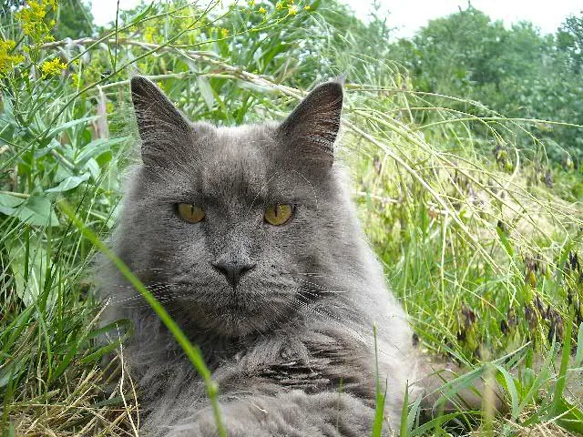 BAN MEO Mein ein und Alles, Maine Coon blue, élevage Abacoon