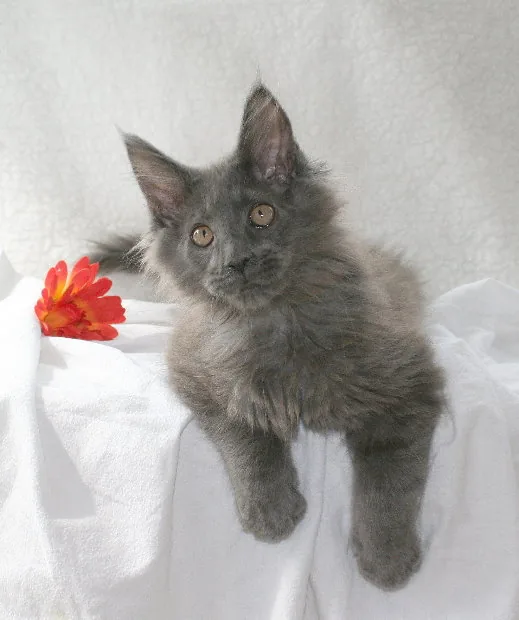 BAN MEO Mein ein und Alles, Maine Coon blue, élevage Abacoon