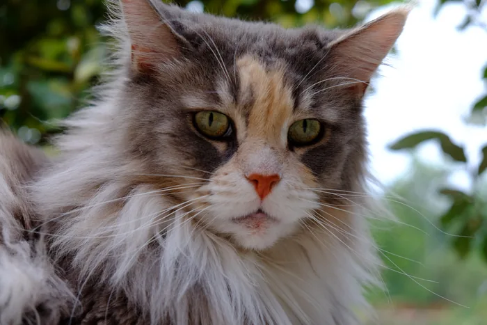 COSMA SHIVA of Lowstonecreek, Maine Coon blue crème mackerel tabby et blanc, élevage Abacoon