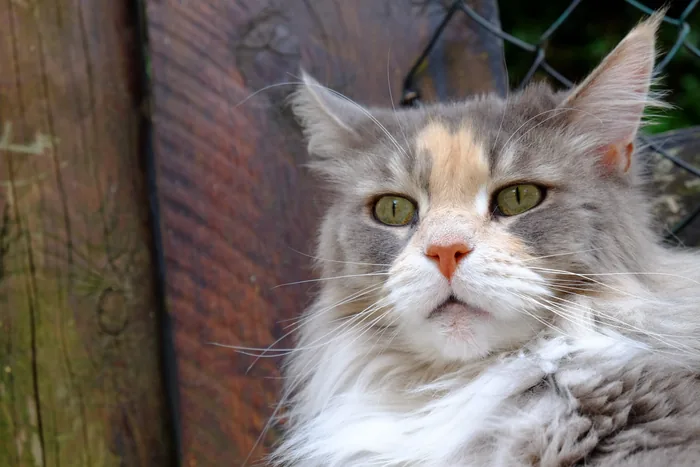 COSMA SHIVA of Lowstonecreek, Maine Coon blue crème mackerel tabby et blanc, élevage Abacoon