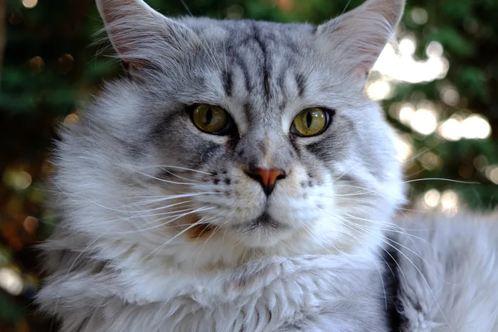 DEOXYS de la Croix Lorraine, Maine Coon black silver mackerel tabby et blanc, élevage Abacoon