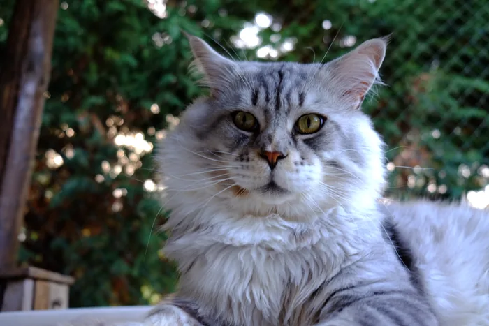 DEOXYS de la Croix Lorraine, Maine Coon black silver mackerel tabby et blanc, élevage Abacoon
