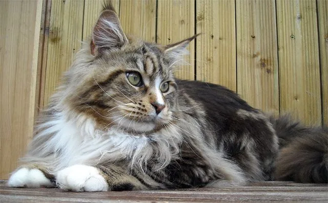 DERECK de la Croix Lorraine, Maine Coon brown blotched tabby et blanc, élevage Abacoon