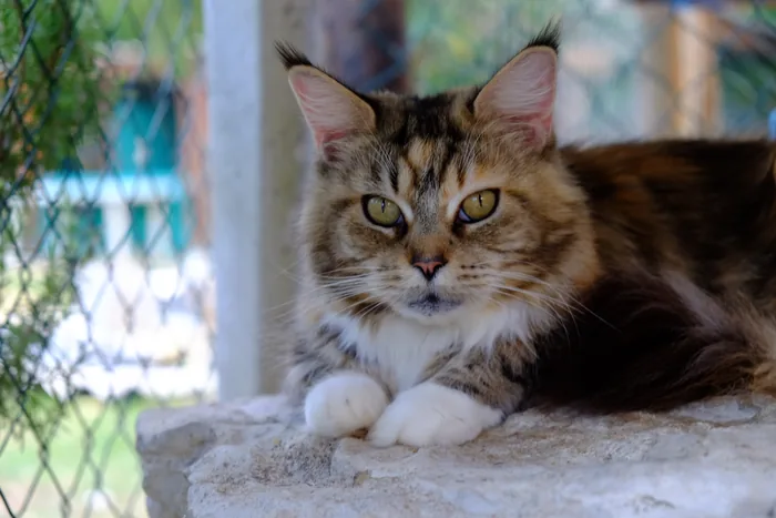 DORA de la Croix Lorraine, Maine Coon brown blotched tortie tabby et blanc, élevage Abacoon