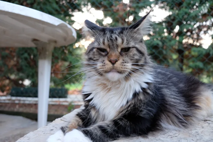 Justcoon's CA SANDRA, Maine Coon brown blotched tabby et blanc, élevage Abacoon