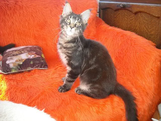 Justcoon's MACDUFF, Maine Coon brown blotched tabby, élevage Abacoon