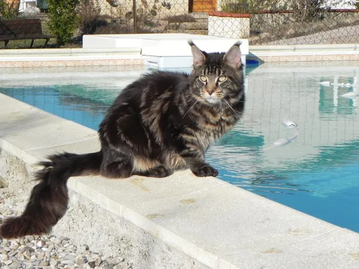 Justcoon's MACDUFF, Maine Coon brown blotched tabby, élevage Abacoon