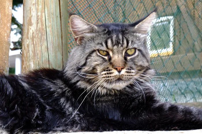 Justcoon's MICHEL ANGELO, Maine Coon brown blotched tabby, élevage Abacoon