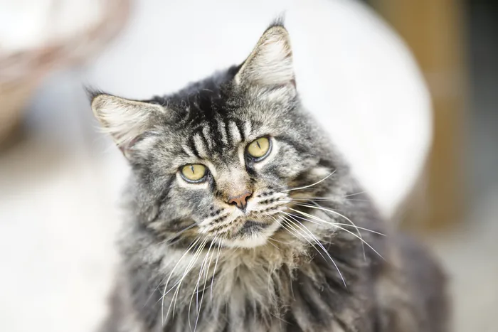 Justcoon's MICHEL ANGELO, Maine Coon brown blotched tabby, élevage Abacoon