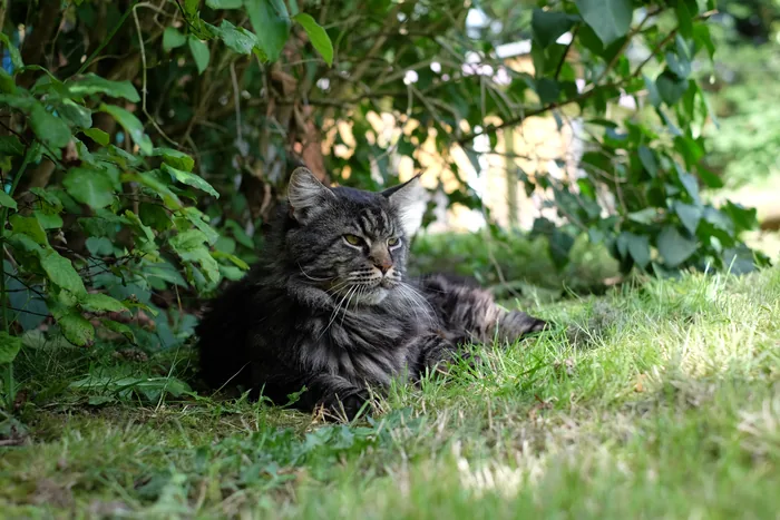 Justcoon's MICHEL ANGELO, Maine Coon brown blotched tabby, élevage Abacoon