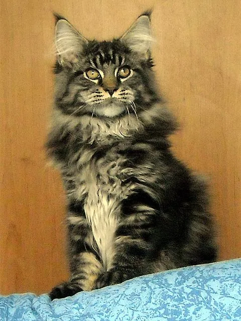 Justcoon's MICHEL ANGELO, Maine Coon brown blotched tabby, élevage Abacoon