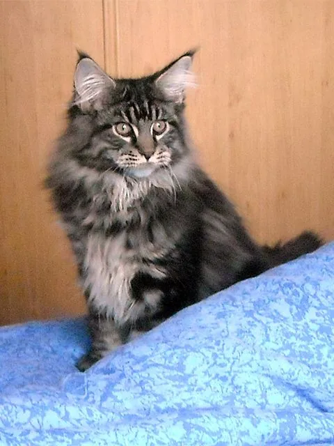 Justcoon's MICHEL ANGELO, Maine Coon brown blotched tabby, élevage Abacoon