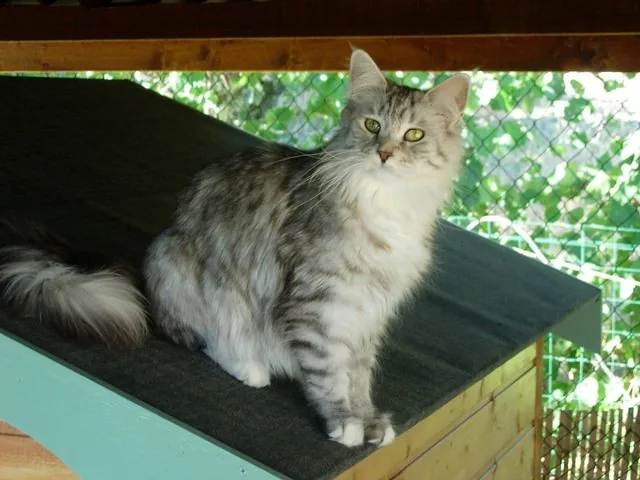 VALISHA de la Petite Léopoldine, Maine Coon black silver mackerel tabby et blanc, élevage Abacoon