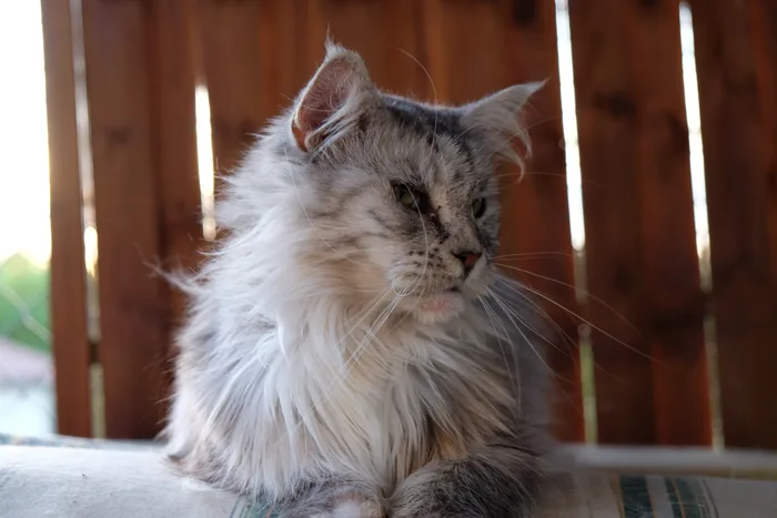 VALISHA de la Petite Léopoldine, Maine Coon black silver mackerel tabby et blanc, élevage Abacoon