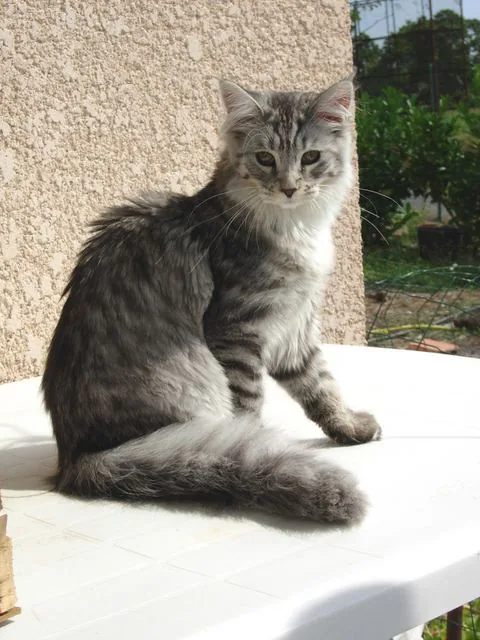 VALISHA de la Petite Léopoldine, Maine Coon black silver mackerel tabby et blanc, élevage Abacoon